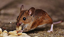 24 Hour & Emergency Exterminators in USPS HR Shared Svcs, NC